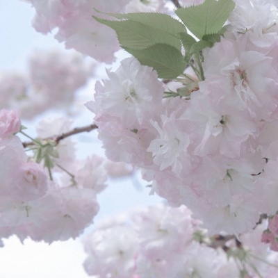 Furry绘画笔刷推荐福瑞群